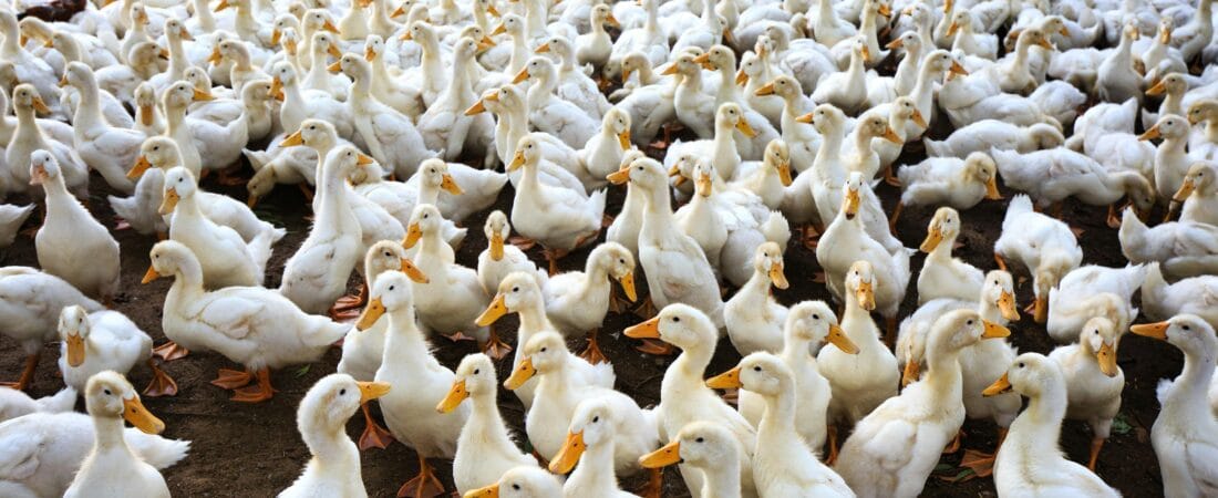 Duck Farming: High Returns Alternative Poultry Business for Young Business Leaders of Bangladesh