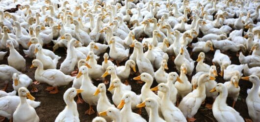 Duck Farming: High Returns Alternative Poultry Business for Young Business Leaders of Bangladesh