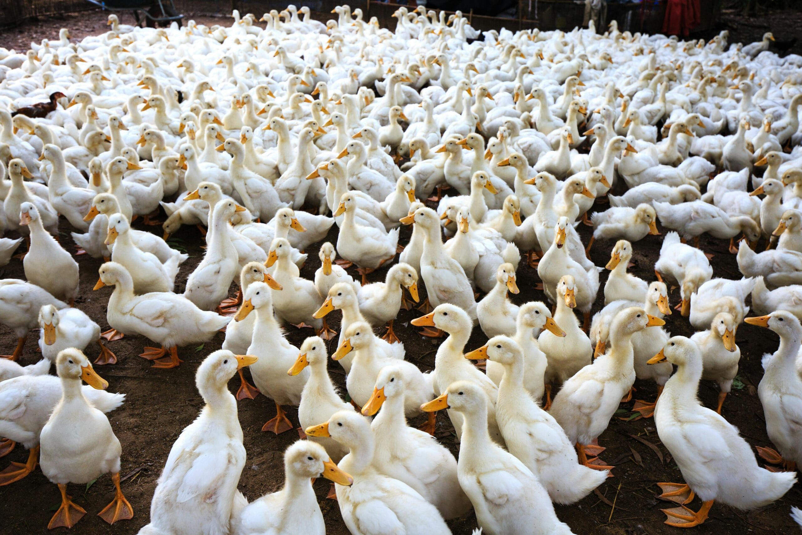 Duck Farming: High Returns Alternative Poultry Business for Young Business Leaders of Bangladesh